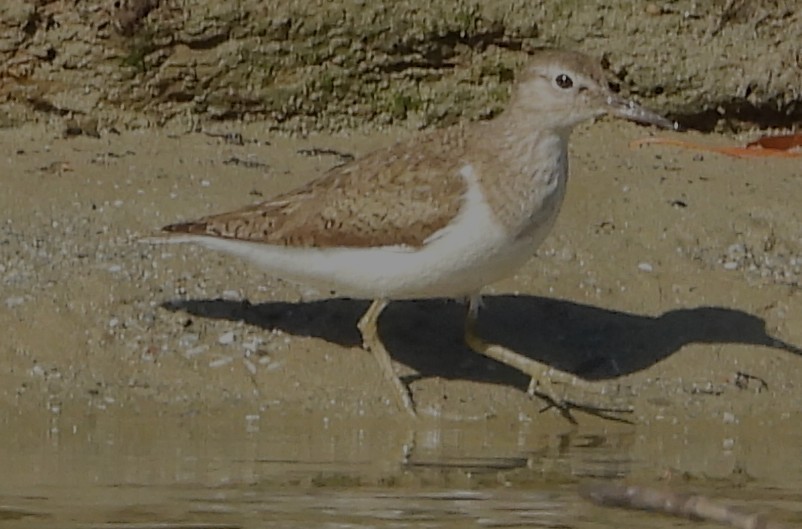 Common Sandpiper - ML639011773