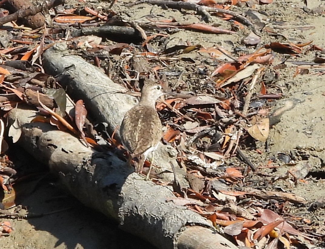 Common Sandpiper - ML639011774
