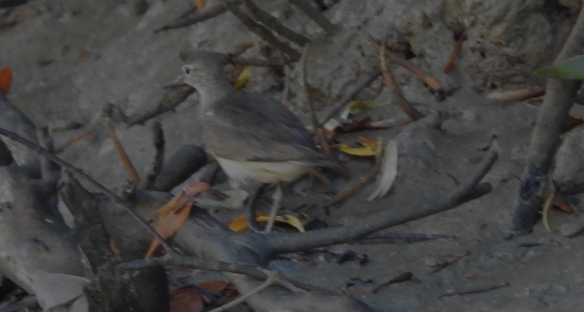 Common Sandpiper - ML639011776