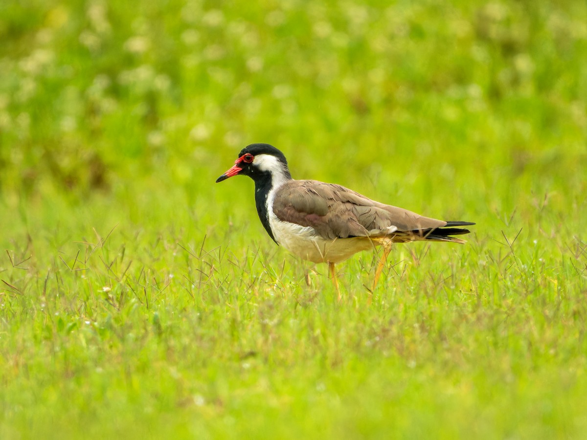Red-wattled Lapwing - ML639011797