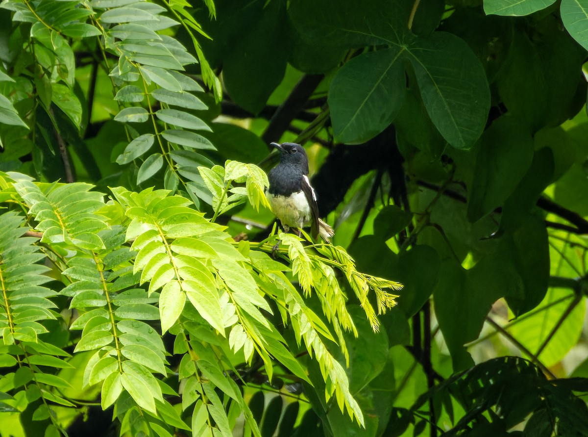 Oriental Magpie-Robin - ML639011803