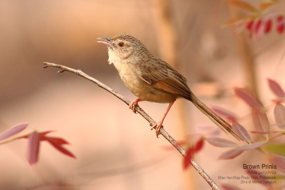 Brown Prinia - ML639011877