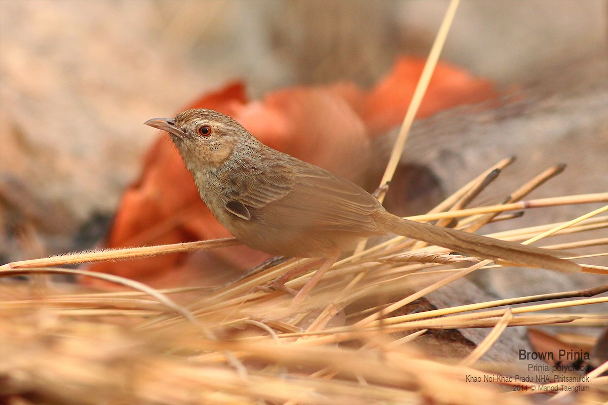 Brown Prinia - ML639011882