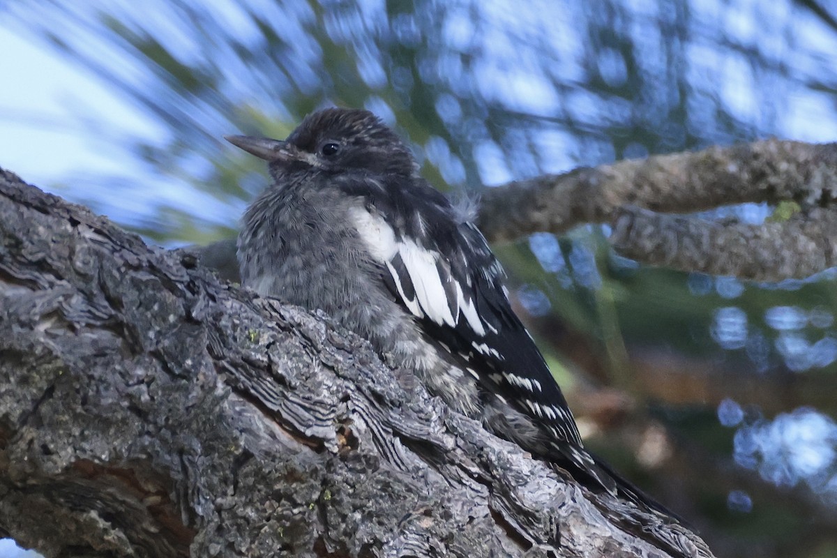 Feuerkopf-Saftlecker - ML639011895