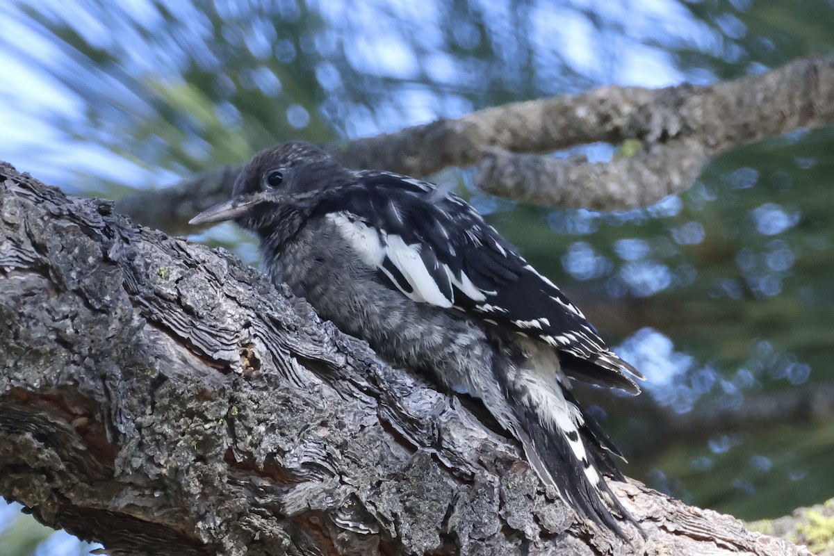 Feuerkopf-Saftlecker - ML639011896