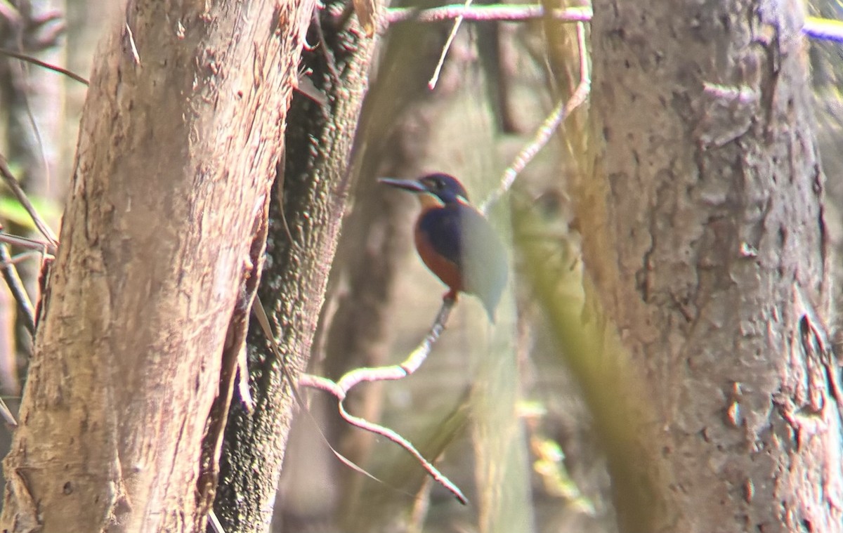 Azure Kingfisher - ML639011914