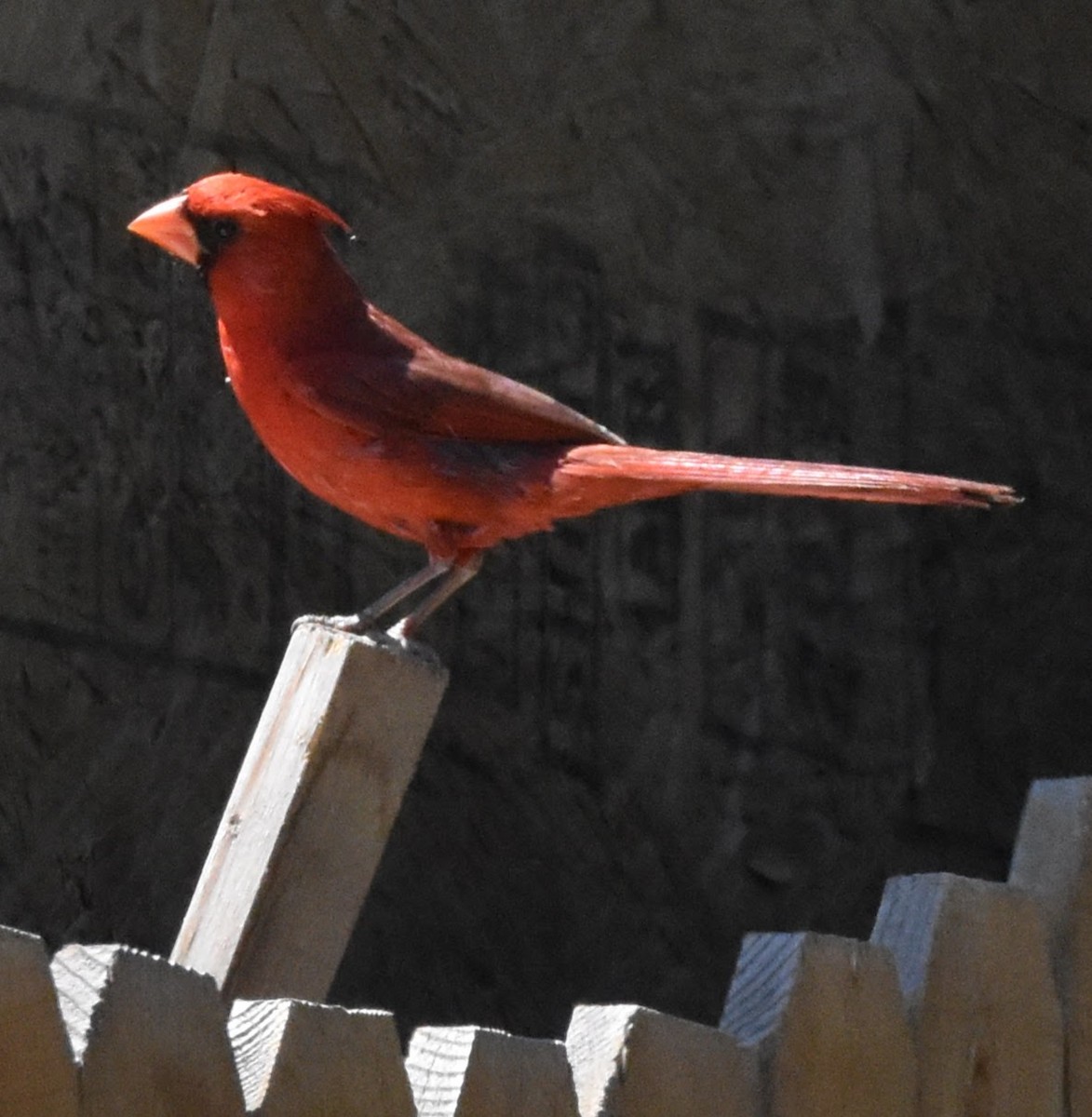 Cardinal rouge - ML639011977