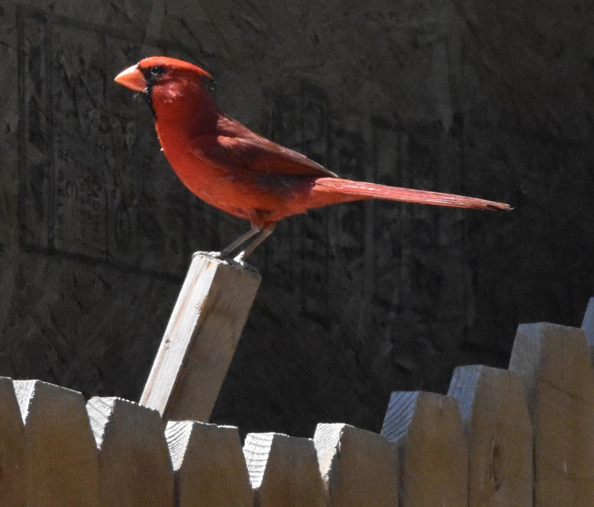 Cardinal rouge - ML639011978