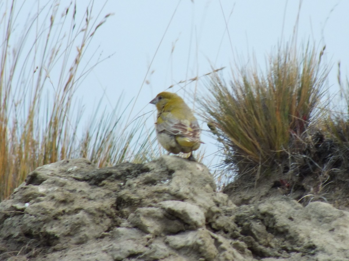 Patagonian Yellow-Finch - ML639012008