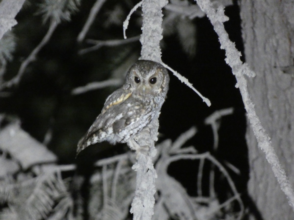 Flammulated Owl - ML639012048