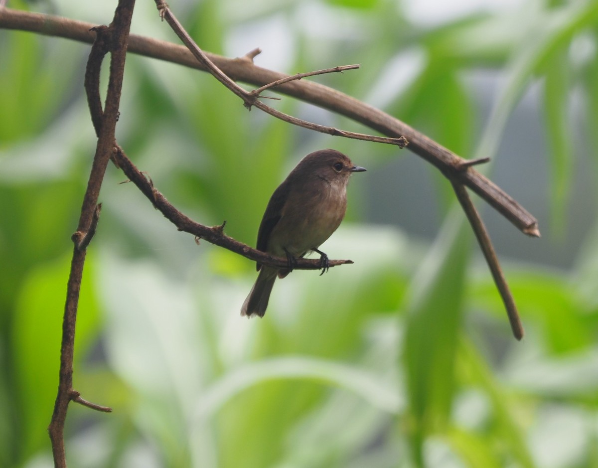 Sooty Flycatcher - ML639012056