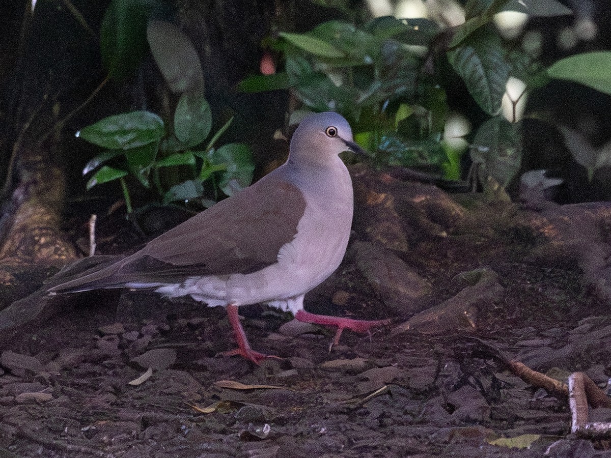 Colombe à calotte grise - ML639012068