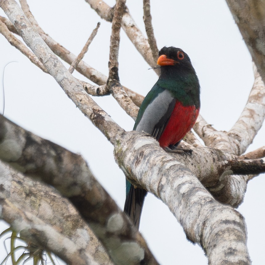Trogon de Masséna - ML639012088