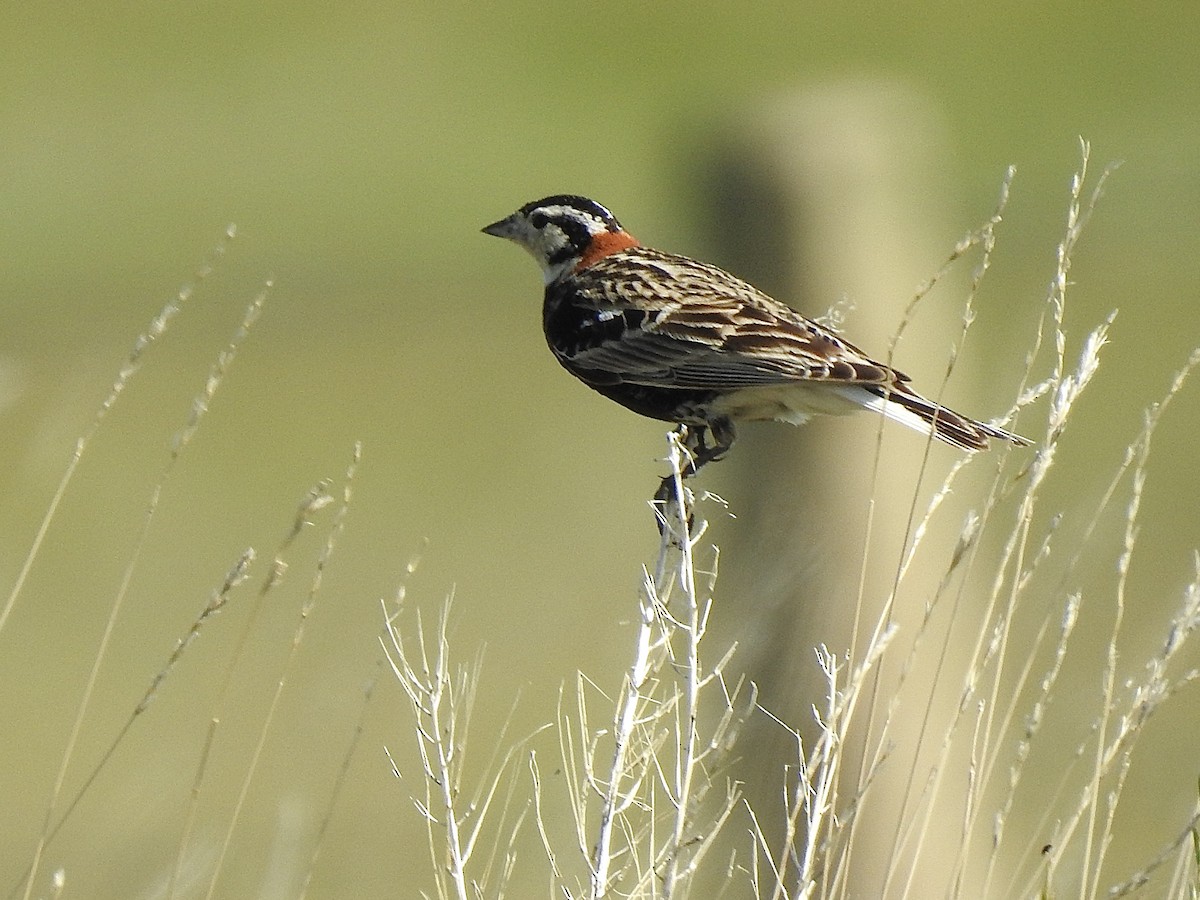 Chestnut-collared Longspur - ML639012102