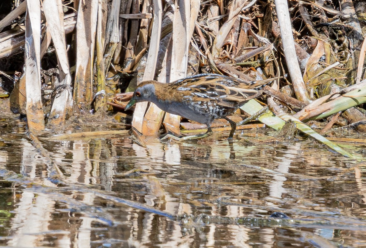 Polluela Chica (Oceanía-Borneo) - ML639012118