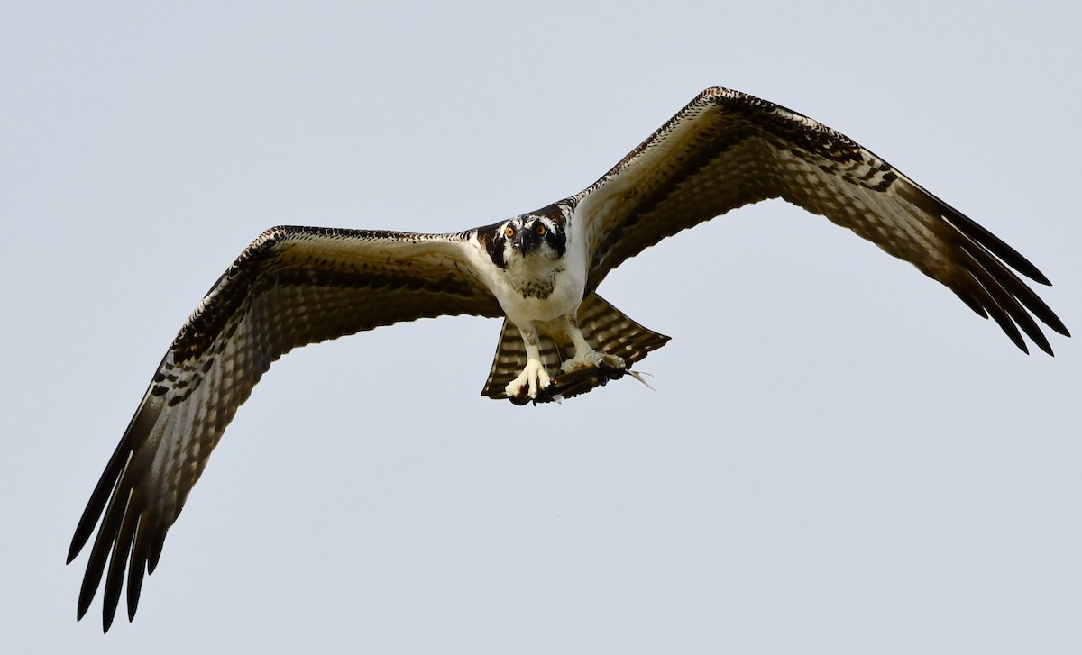 Águila Pescadora - ML639012152