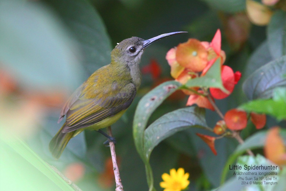Little Spiderhunter - ML639012217