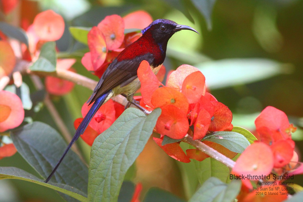 Black-throated Sunbird - ML639012218