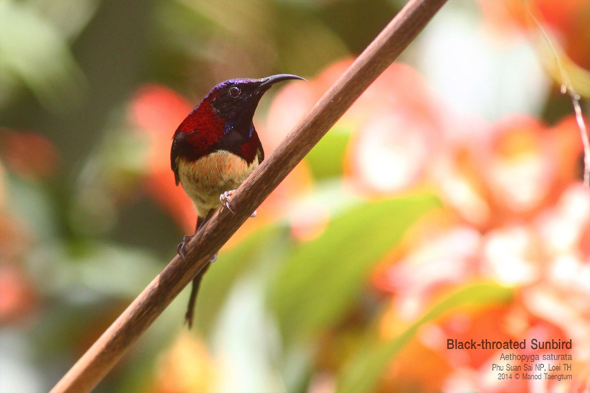 Black-throated Sunbird - ML639012222
