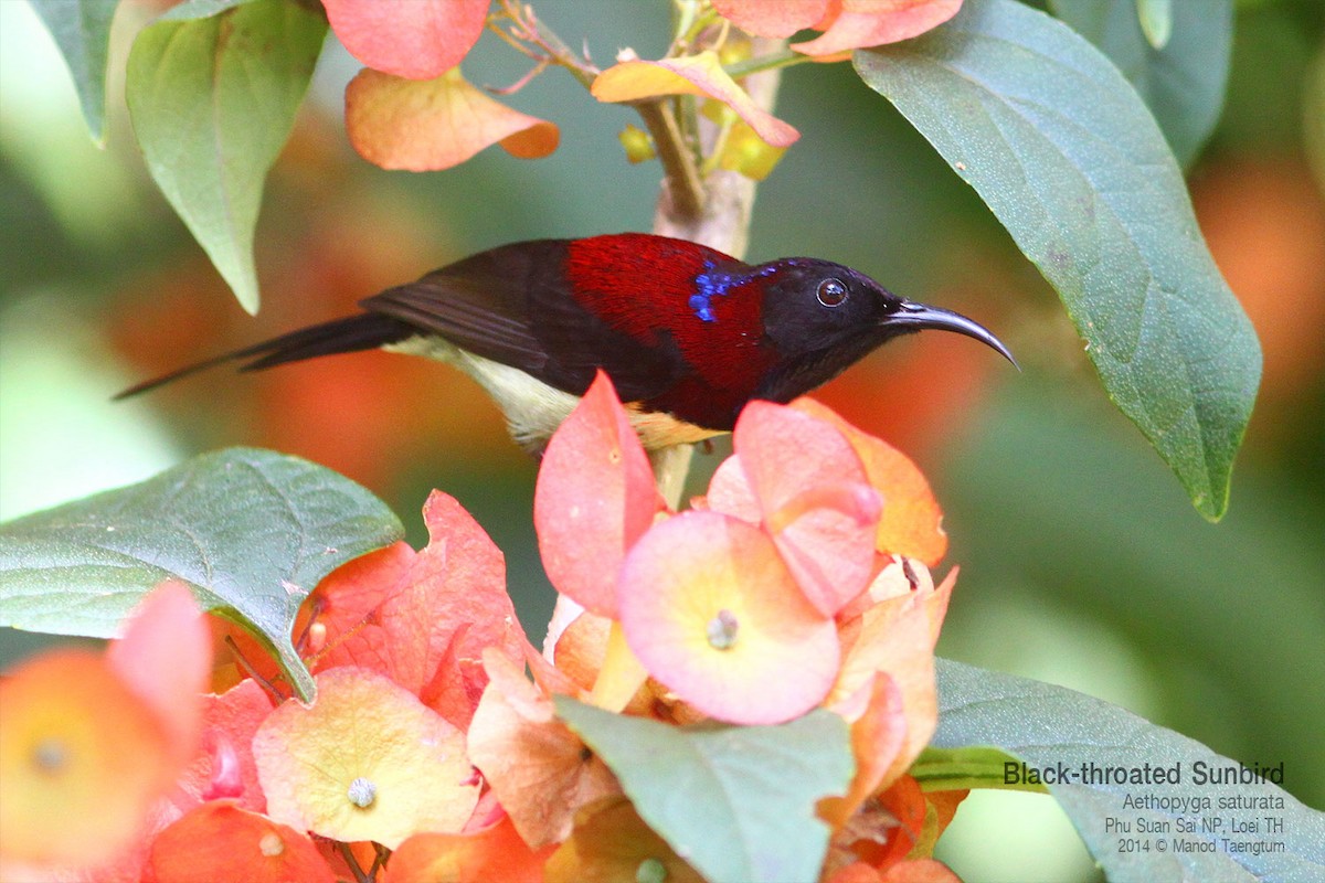 Black-throated Sunbird - ML639012223
