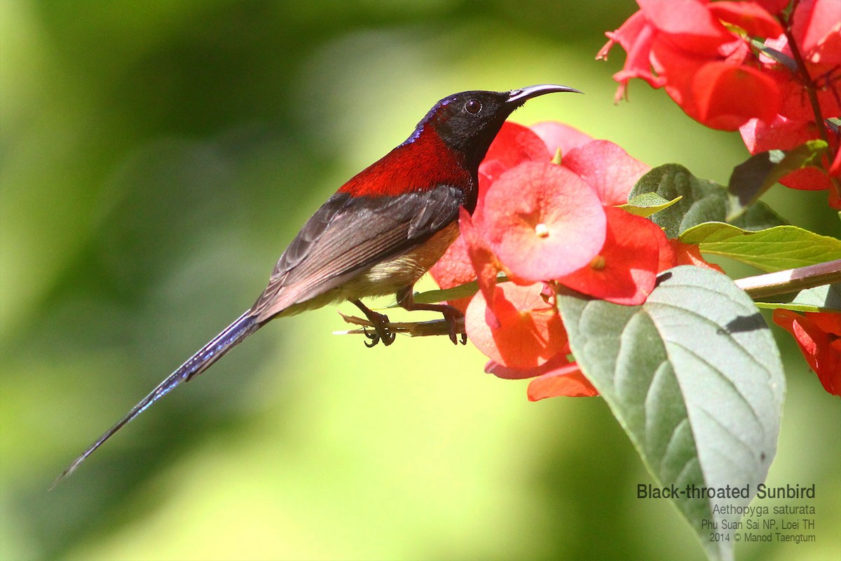 Black-throated Sunbird - ML639012224