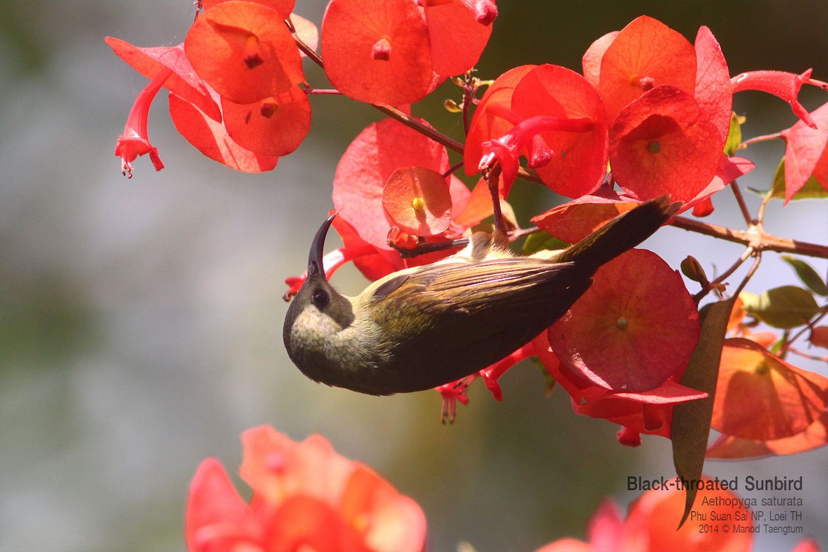 Black-throated Sunbird - ML639012225