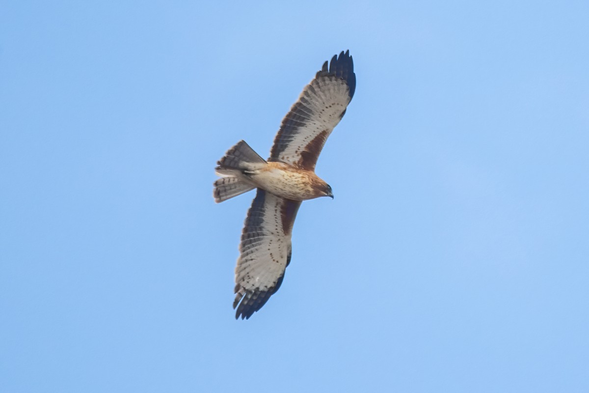 Little Eagle - ML639012288