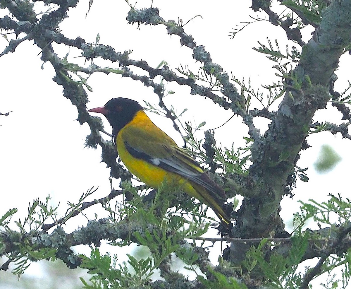 African Black-headed Oriole - ML639012298