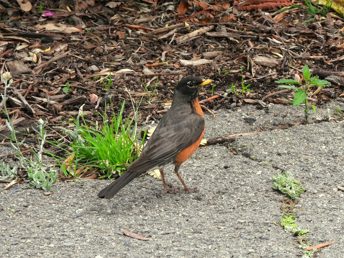 American Robin - ML639012302