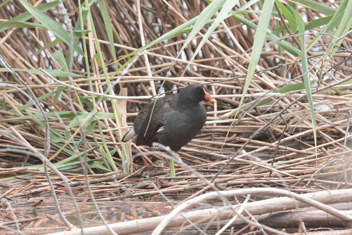 Uroilo arrunta - ML639012303