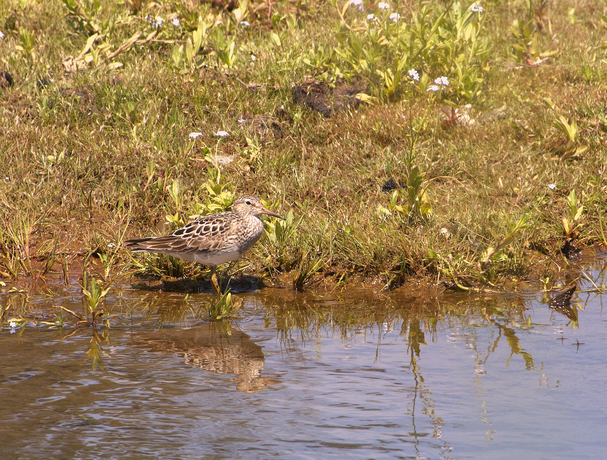 Pectoral Sandpiper - ML639012314