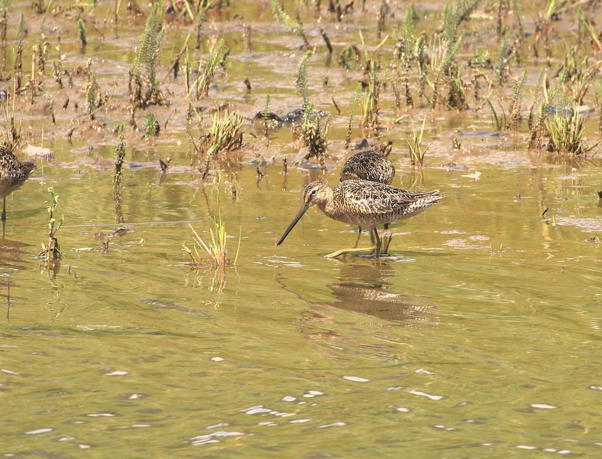 Short-billed/Long-billed Dowitcher - ML639012315
