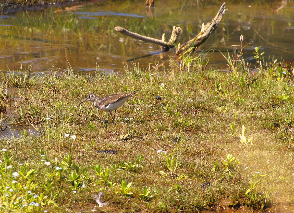 Solitary Sandpiper - ML639012316