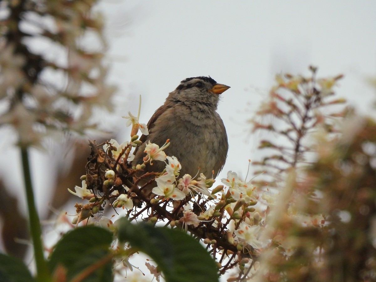 White-crowned Sparrow - ML639012321