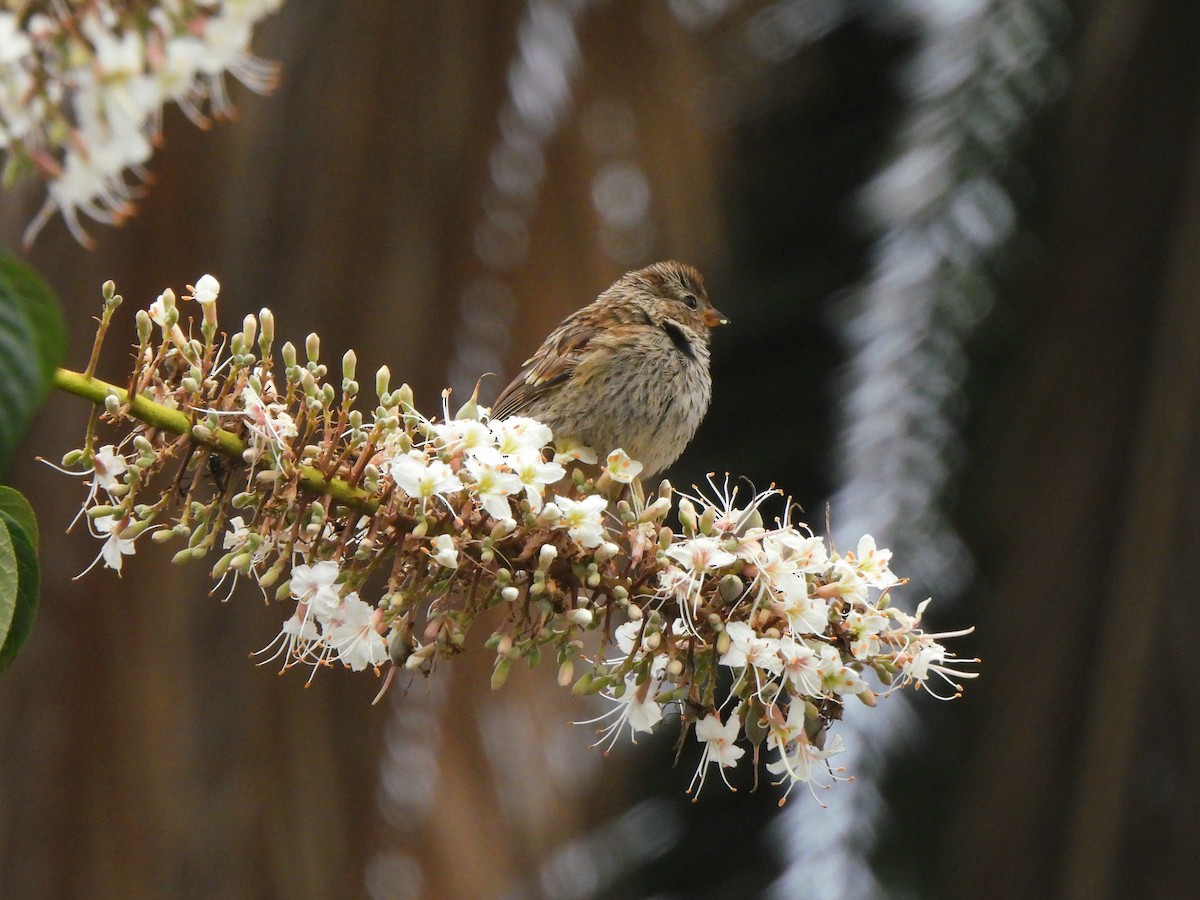 White-crowned Sparrow - ML639012322