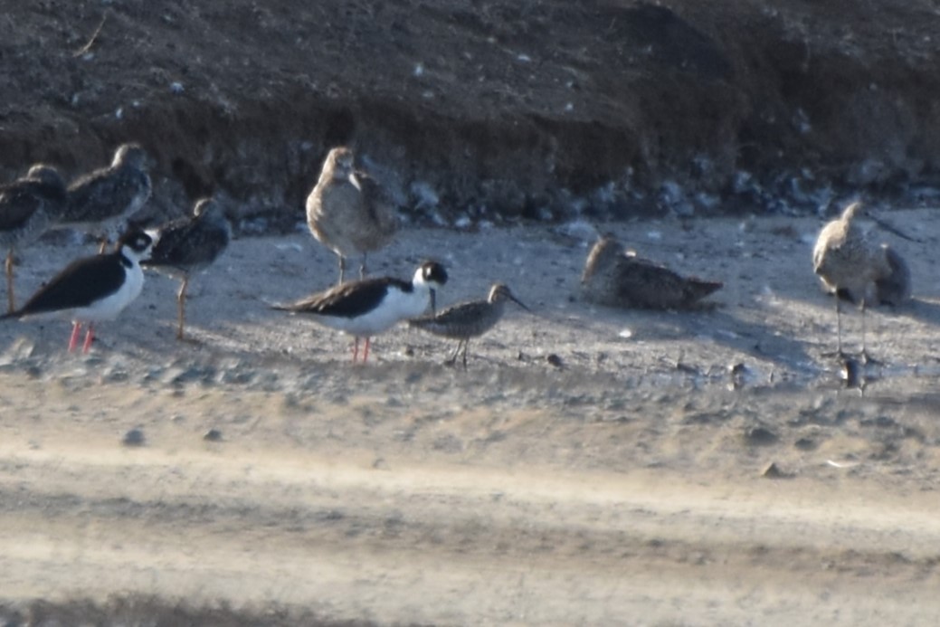Stilt Sandpiper - ML639012363