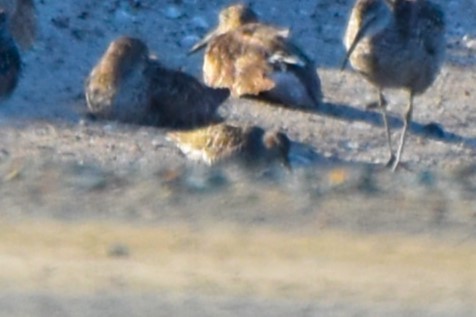 Stilt Sandpiper - ML639012365