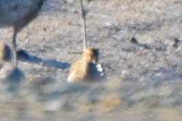 Stilt Sandpiper - ML639012368