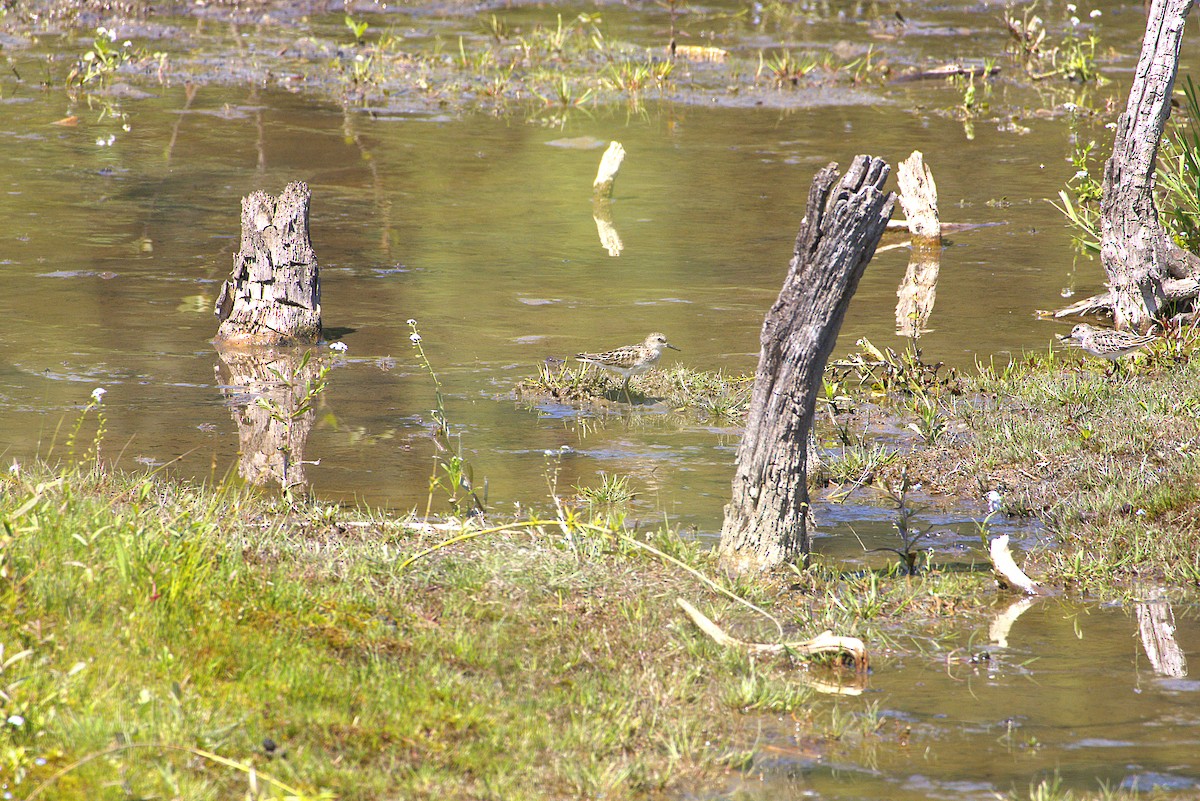 Least Sandpiper - ML639012371