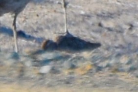 Stilt Sandpiper - ML639012373