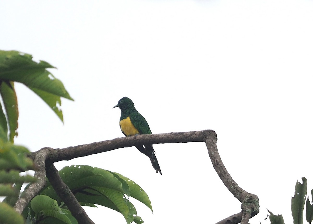 African Emerald Cuckoo - ML639012392