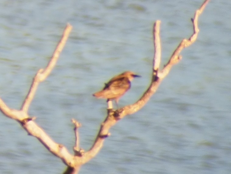 Spotless Starling - ML639012428