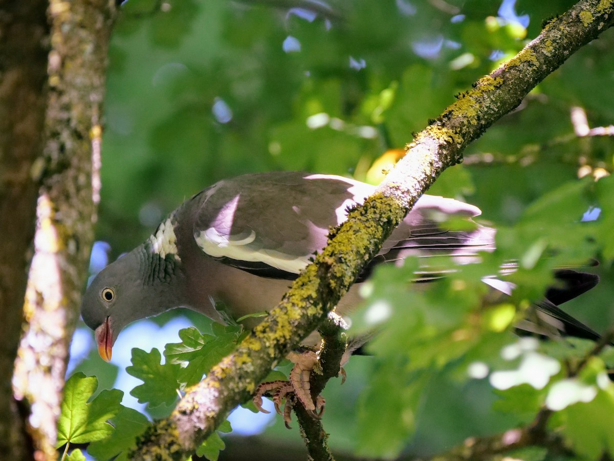 Common Wood-Pigeon - ML639012438