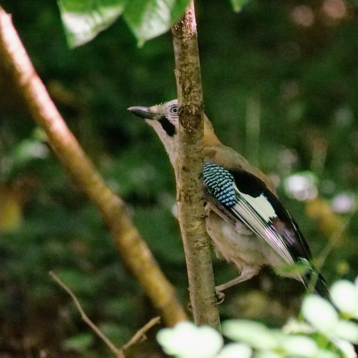 Eurasian Jay - ML639012443