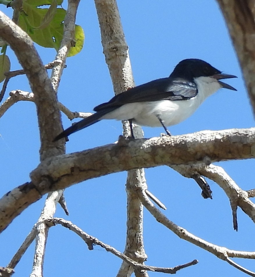 Paperbark Flycatcher - ML639012446