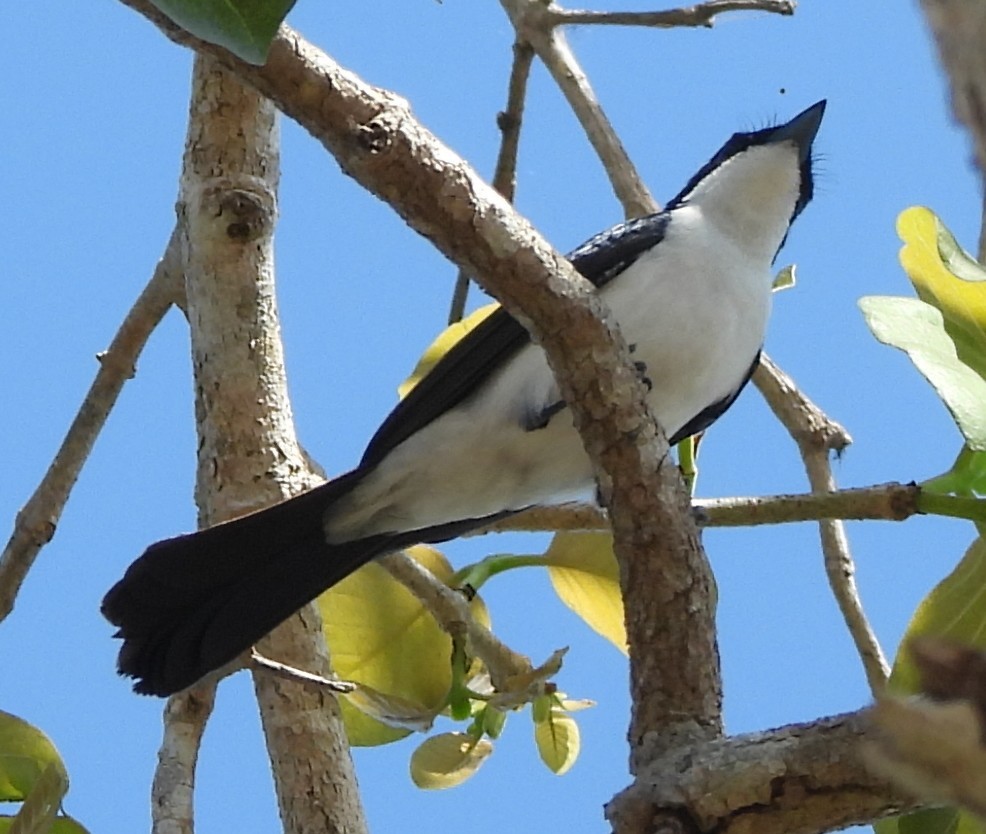 Paperbark Flycatcher - ML639012447