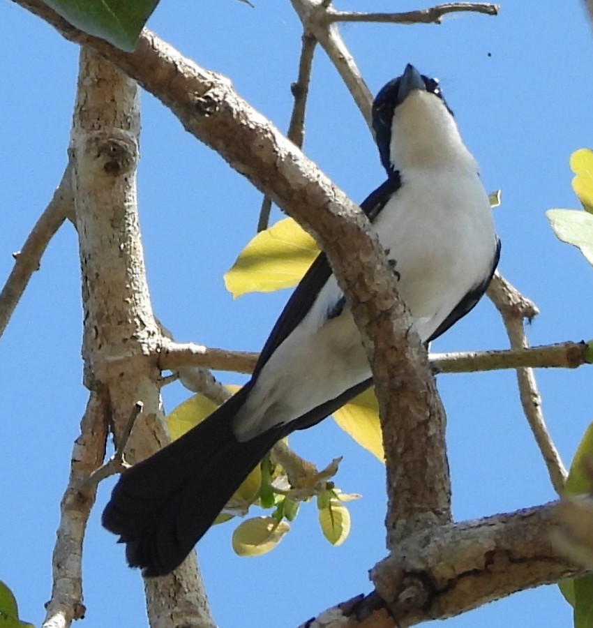 Paperbark Flycatcher - ML639012448