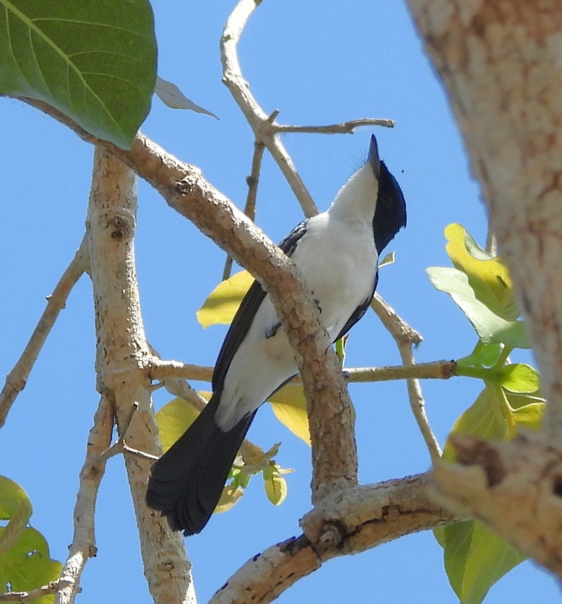 Paperbark Flycatcher - ML639012449
