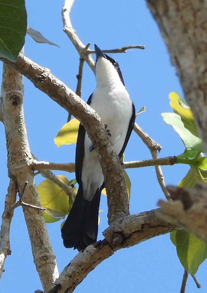 Paperbark Flycatcher - ML639012450