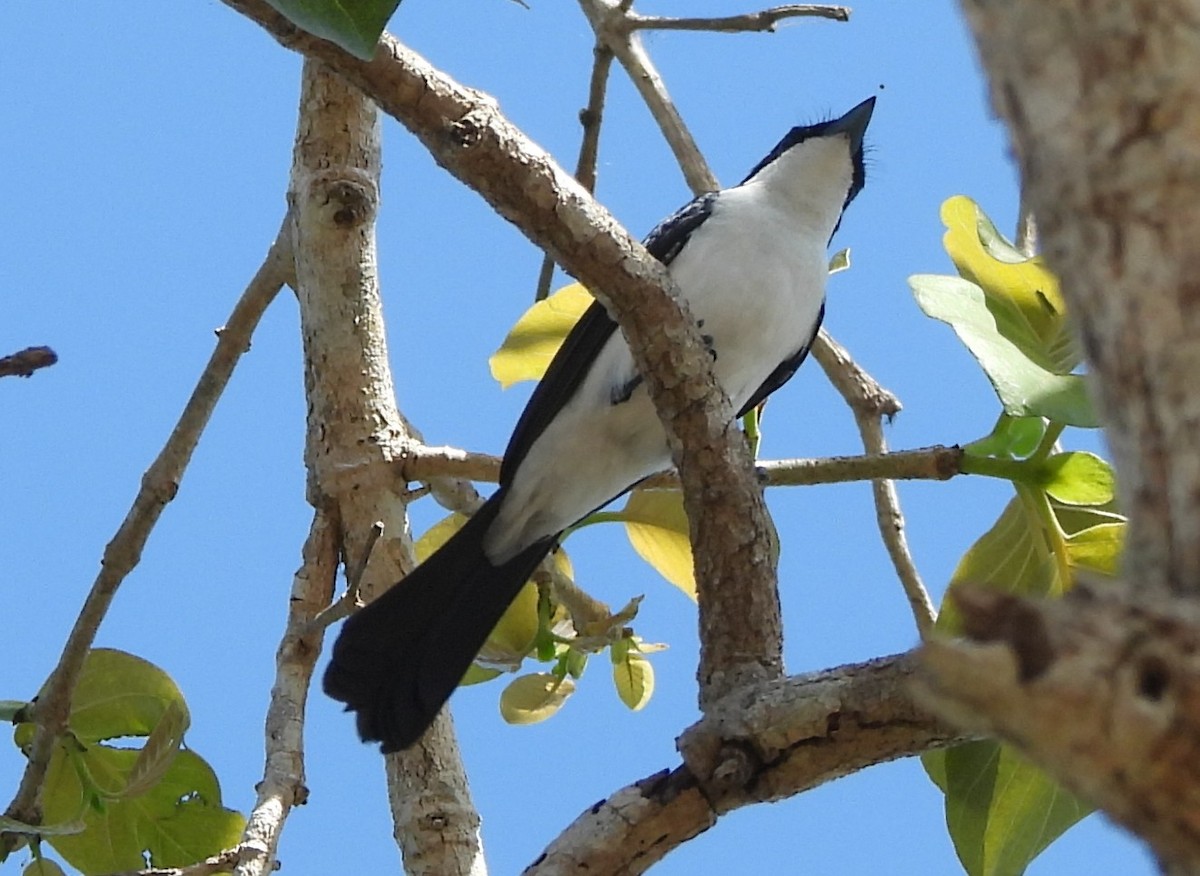 Paperbark Flycatcher - ML639012451